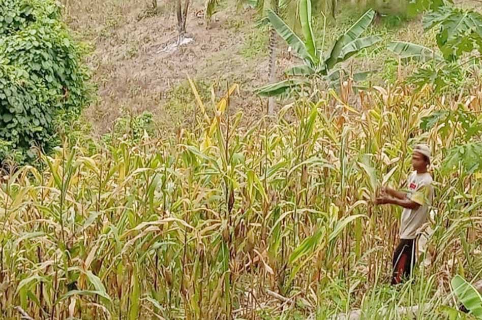 Bibit Jagung Bantuan Dikeluhkan Petani, DPKP Boltara Malah Bandingkan dengan Daerah Lain.(Foto : Jefry/Republish.id)